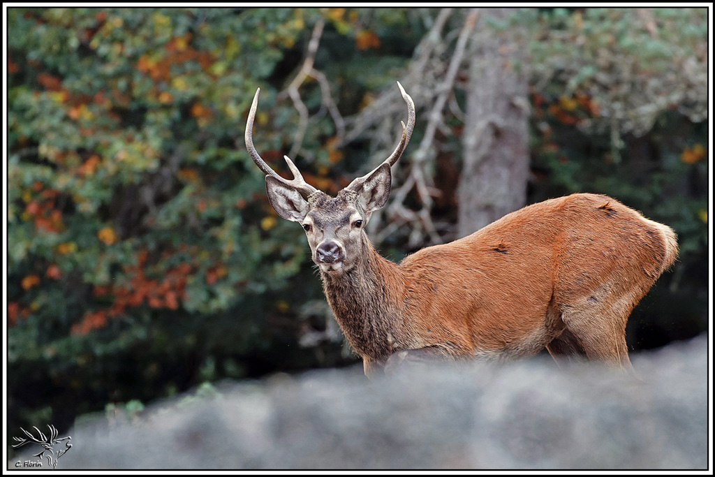 cerf(9735).jpg