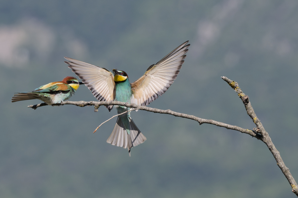 Guepier 2026-102.jpg