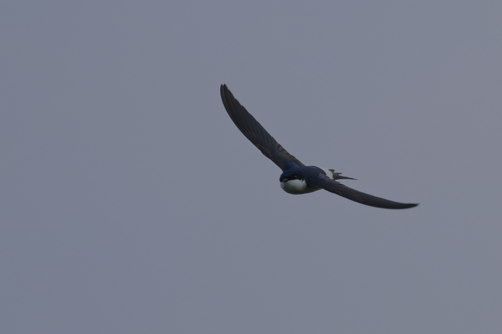 Hirondelle fenetre-1.jpg
