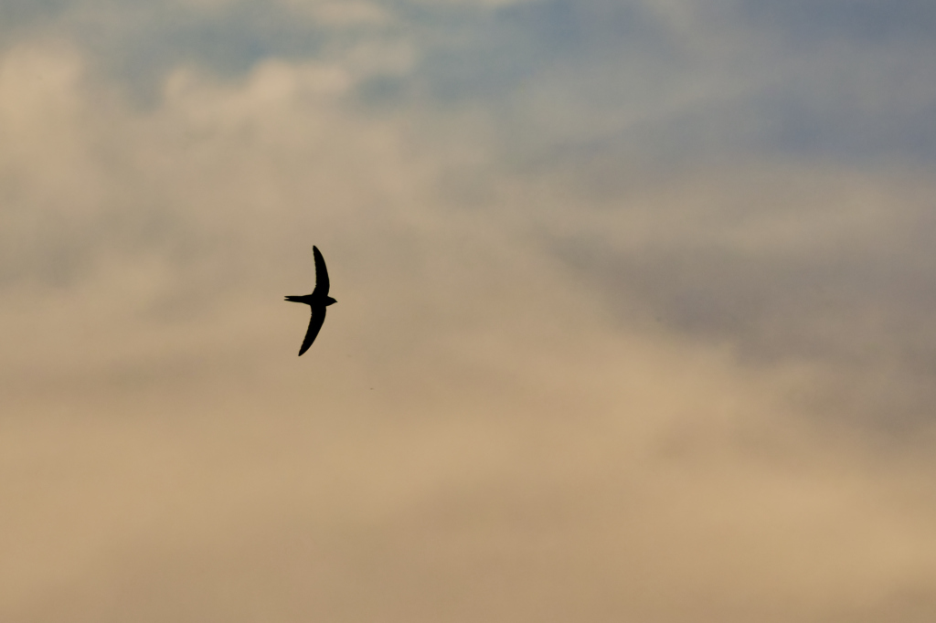 Hirondelle fenetre-6.jpg