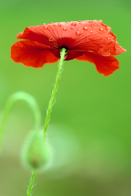 Coquelicot1.jpg
