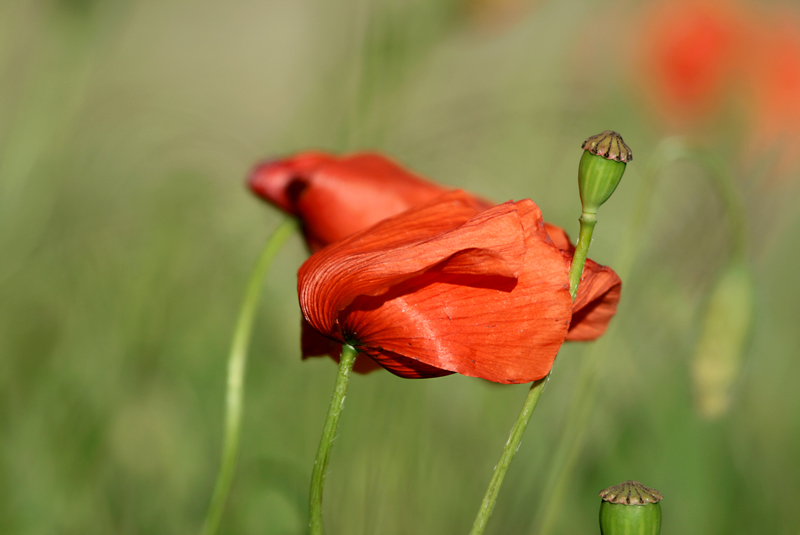 Coquelicot2.jpg