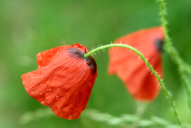 Coquelicot3.jpg