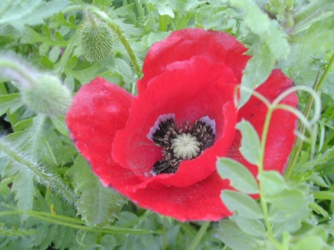 Coquelicot 01.jpg
