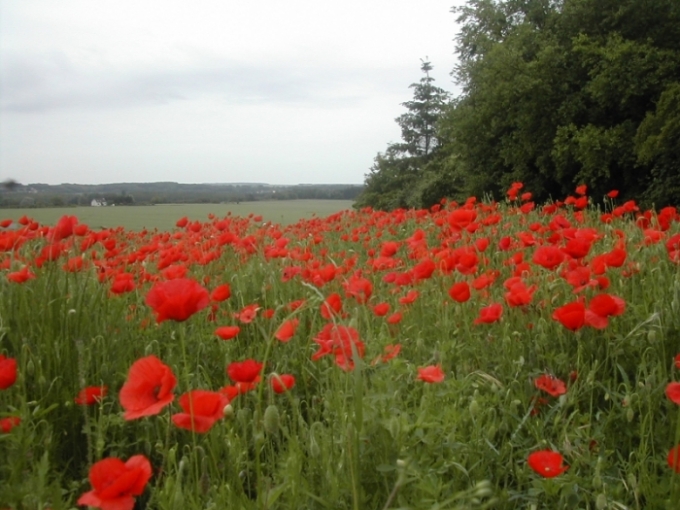 Coquelicot 02.jpg