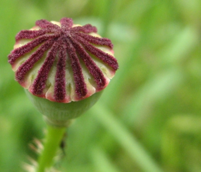 Coquelicot 03.jpg
