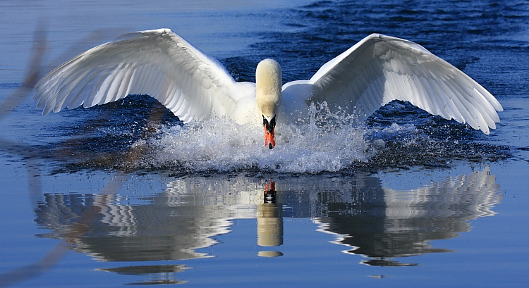 cygne_2009-03-15_00024.JPG