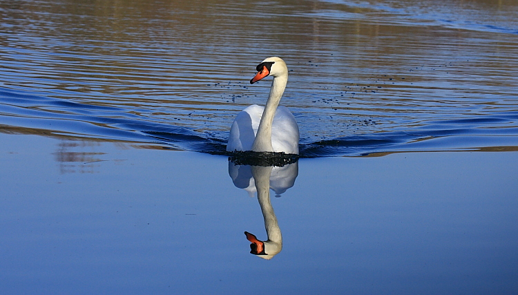 cygne_2009-03-15_00032.JPG