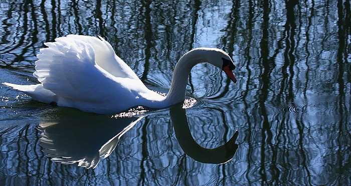 cygne_2009-03-21_00016.JPG