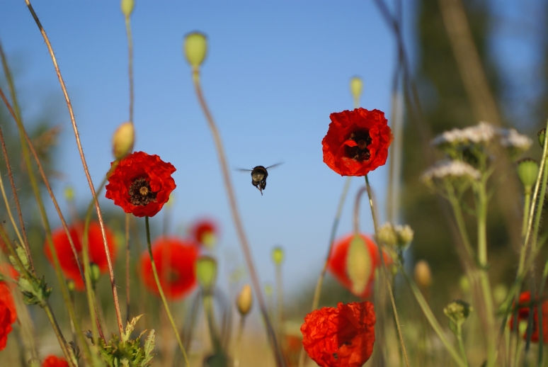 imcoquelicot.jpg