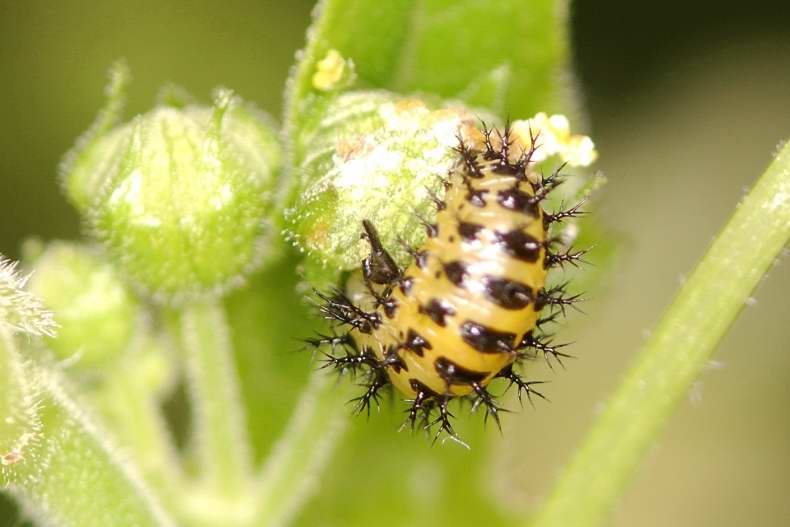 larvecoleoptere_01.JPG