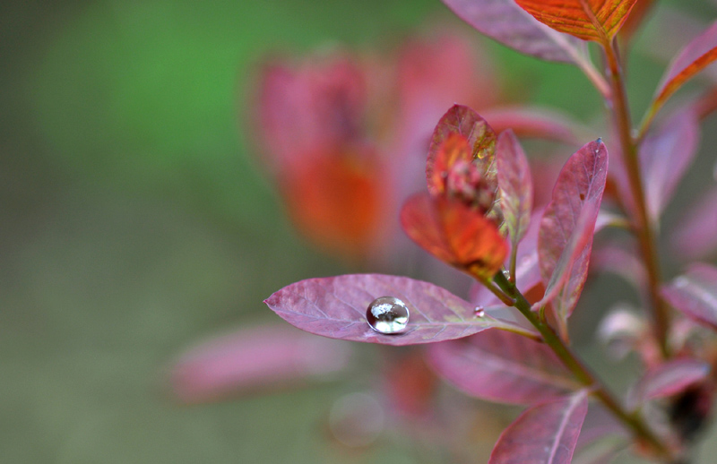 Comme une perle ...red+.jpg
