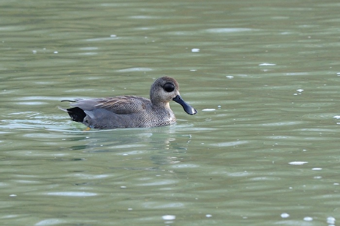 canard Ã  spatule du senegal.jpg