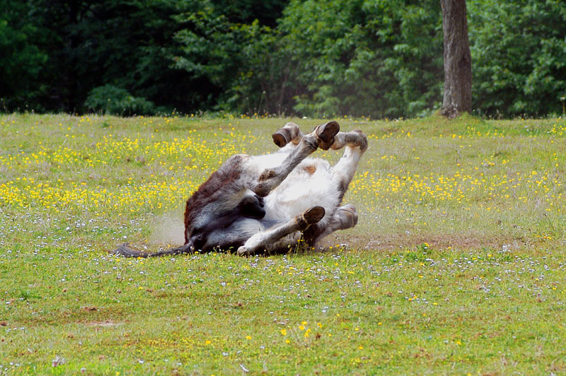 in_Lapin 040.jpg