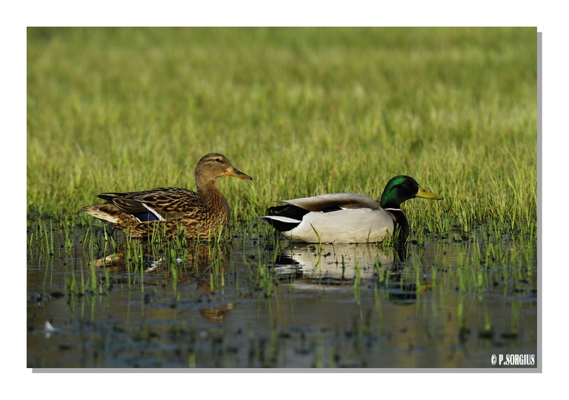 couple colverts.jpg