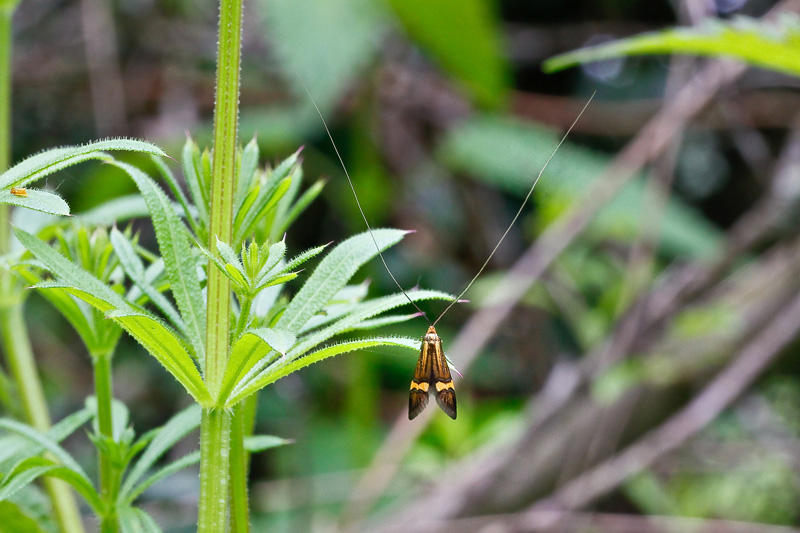 maiMMX_2_papillon_05D.jpg