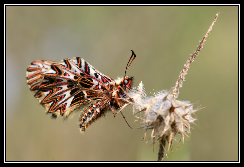 DSC00443-lr1.jpg
