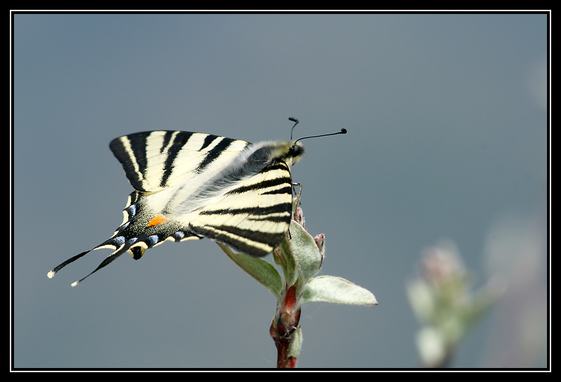 DSC00666-lr.jpg
