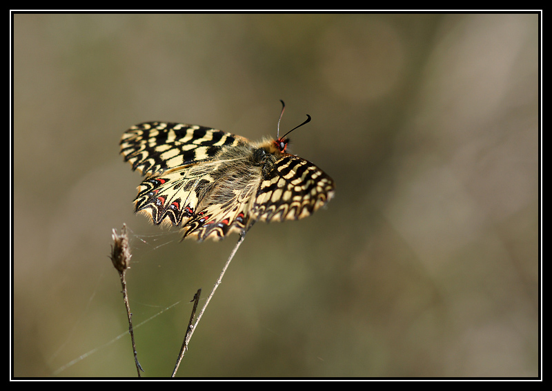 DSC00240-lr.jpg