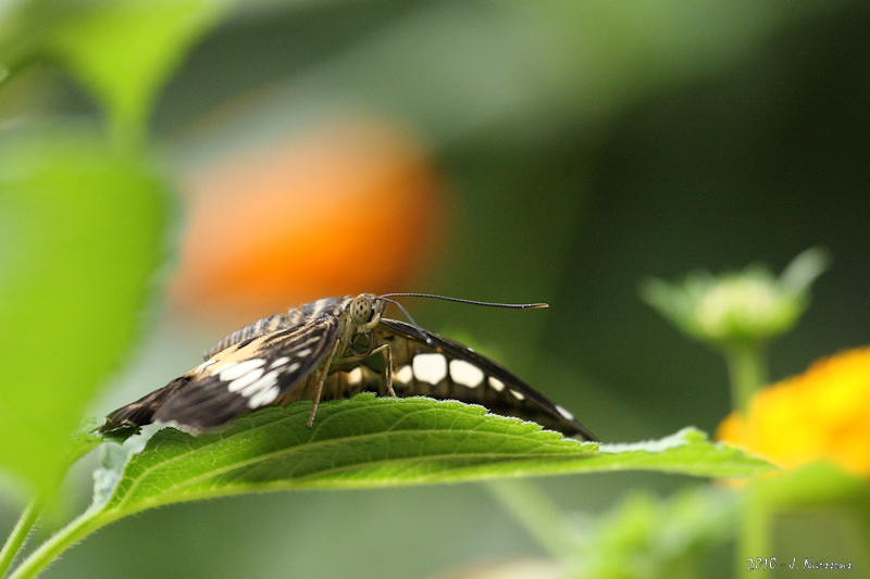 20100530_0154_a_w.jpg
