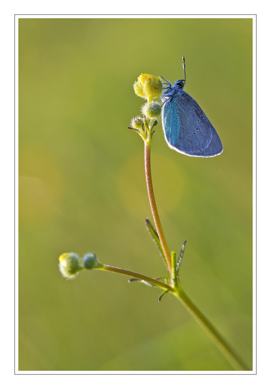 papillon-1.jpg