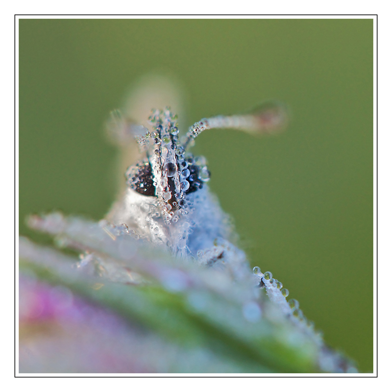 papillon-3.jpg