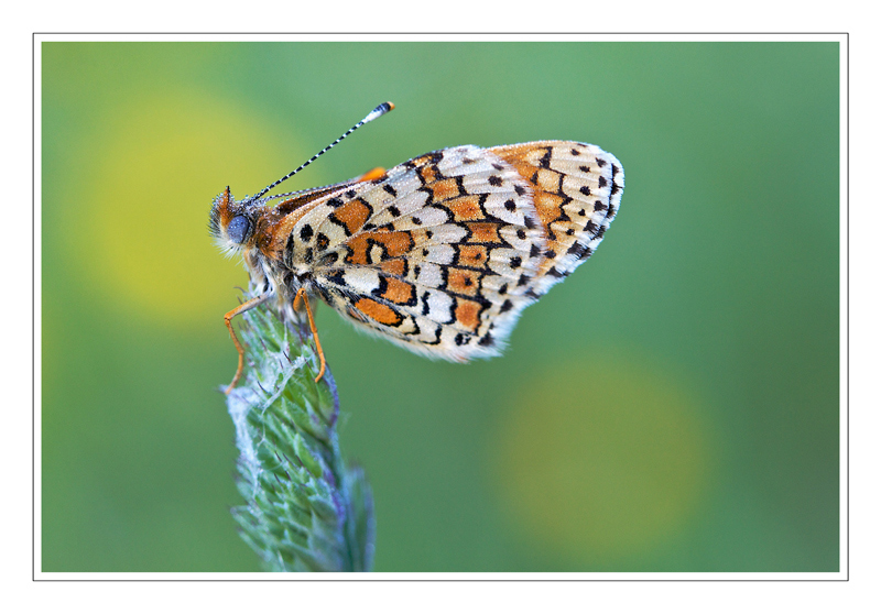 papillon-2.jpg