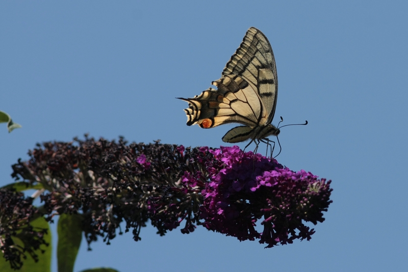 IMG_1225reduite.jpg