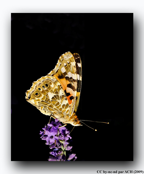 Belle-dame-VII-14.jpg
