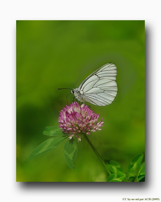 Gaze-VI-3.jpg