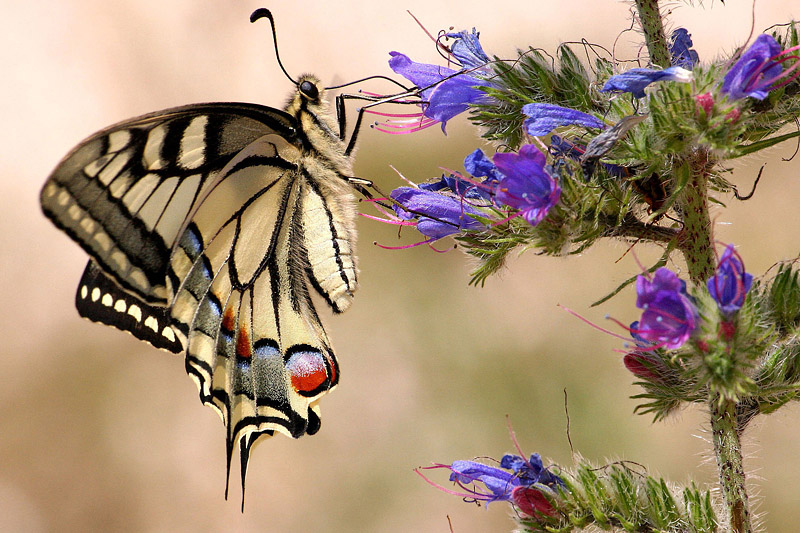 machaon sur vipérine copie.jpg