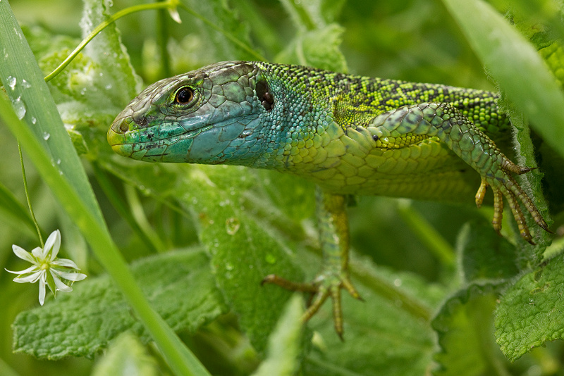 Lézard vert (Lacerta viridis).001.jpg