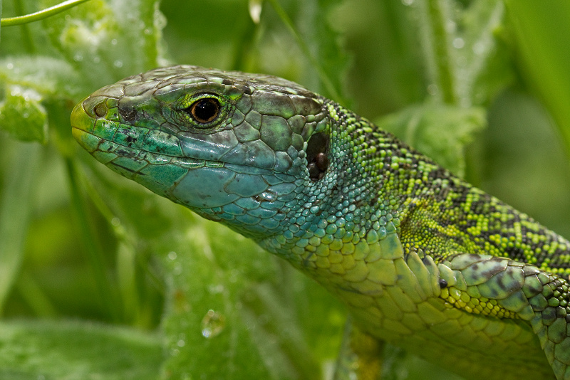 Lézard vert (Lacerta viridis).jpg