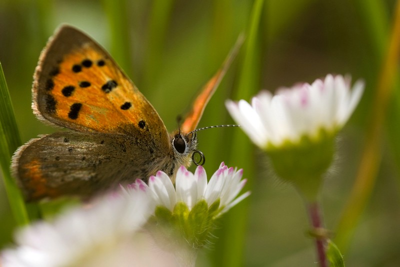 100205Papillon12.JPG