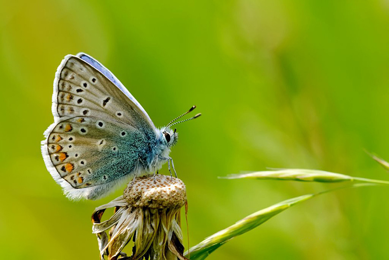 n20100528_argus.jpg