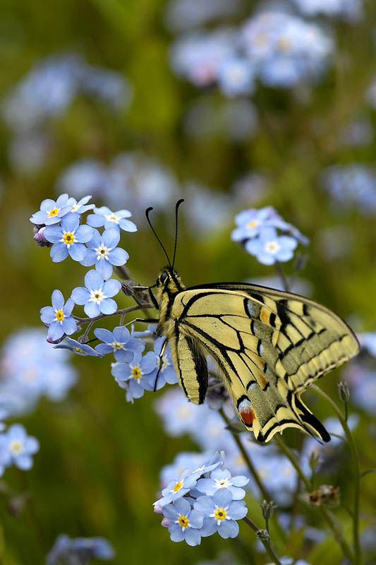 image et nature.jpg