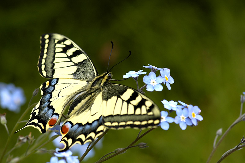 papillon 3800 600.jpg