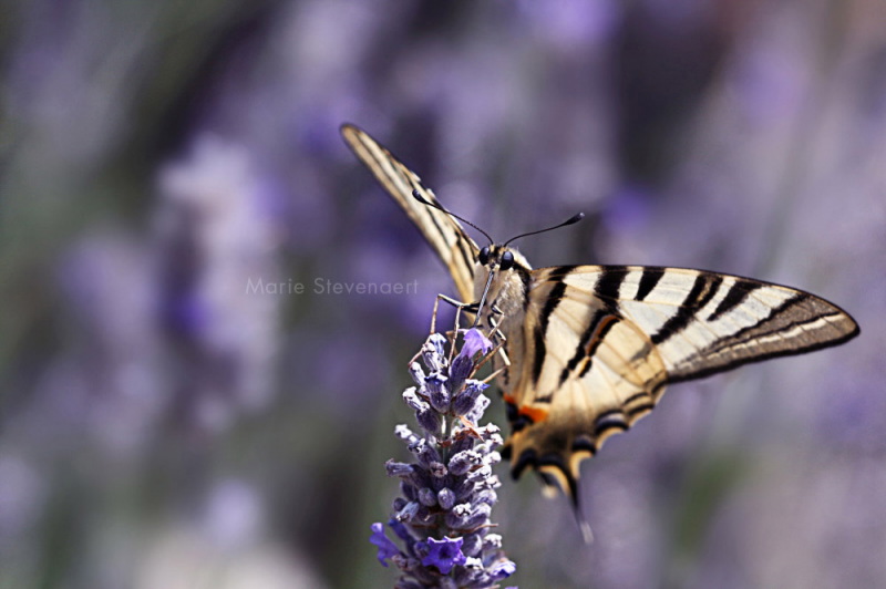 IMG_0461b.jpg