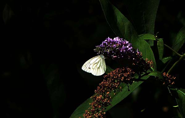 070928_09.jpg