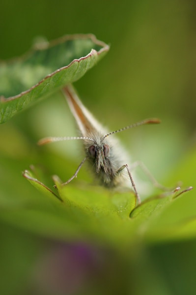 Portrait de papillon - km.jpg