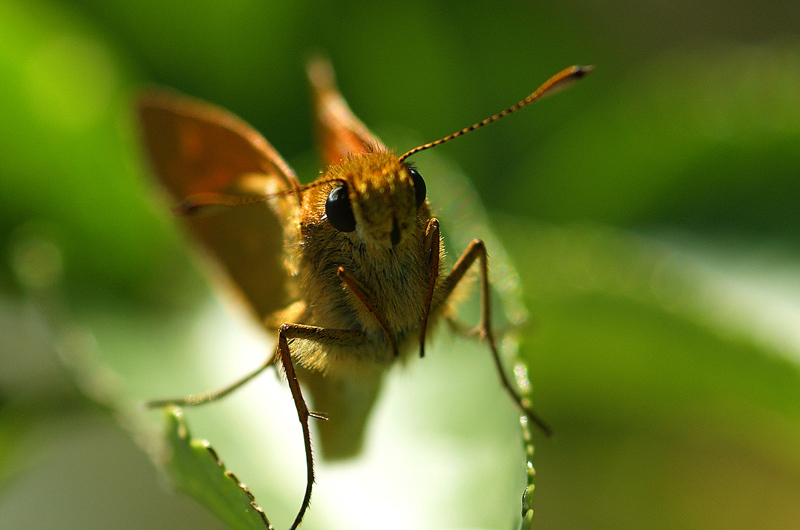 papillon de profil.jpg