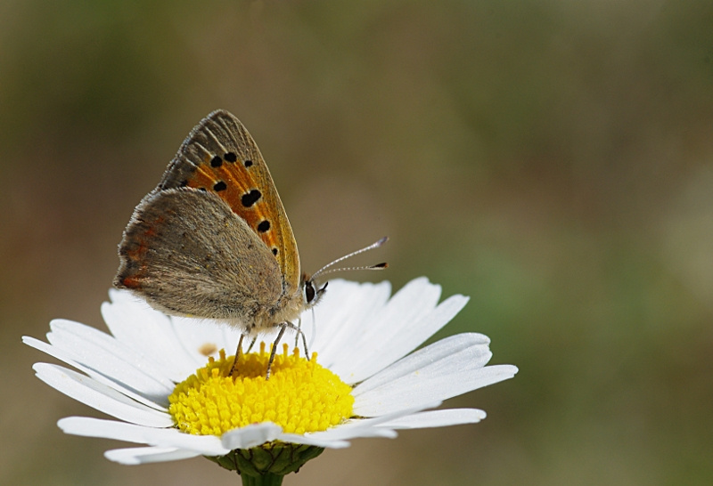 imgp5117_ien_petit.jpg