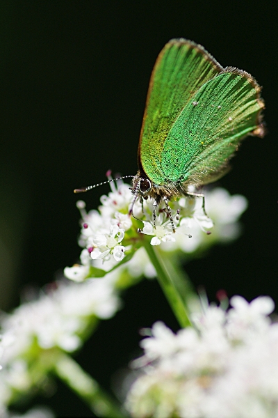 imgp5364_ien_petit.jpg