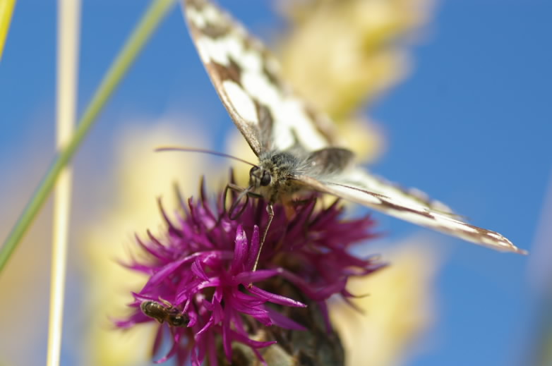 i&nature1.JPG