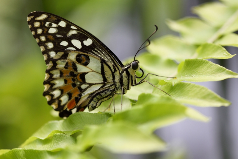 papillon007.jpg