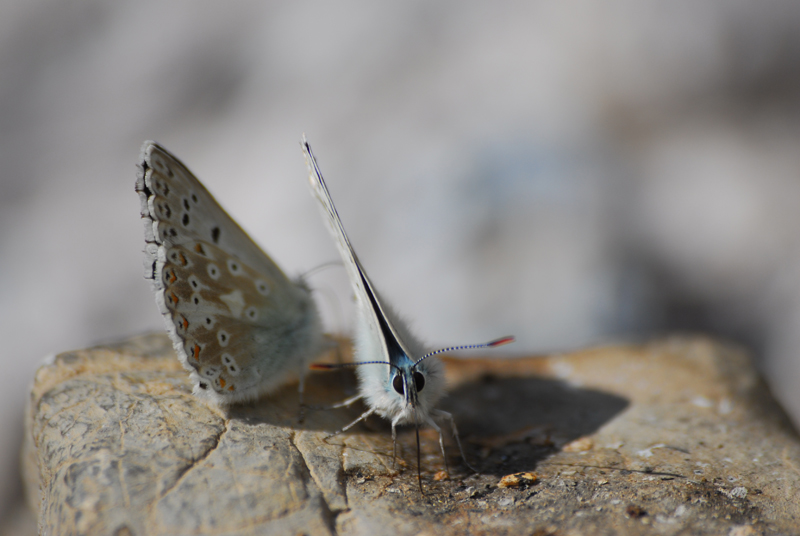 LE ROCH Kevin - Theme le papillon 800 pix- 116.JPG
