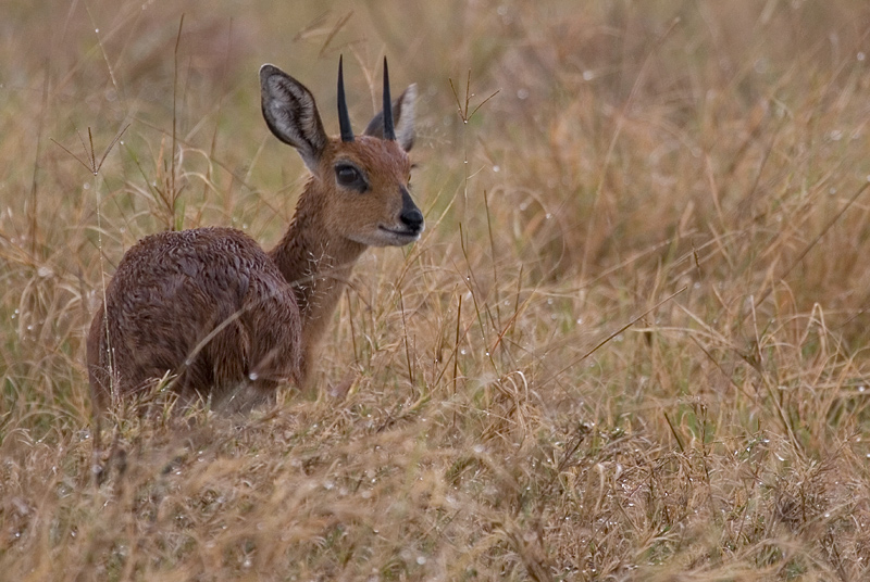 Gazelle-aprÃ¨s-la-pluie.jpg
