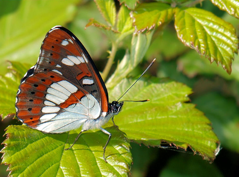 P5052285r.jpg