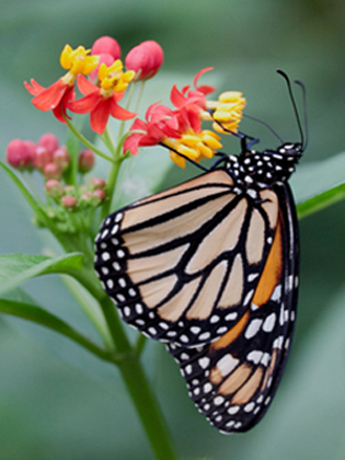 Papillon Danaus plexippus.JPG