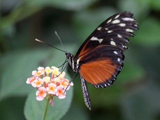 Papillon Heliconius hecale.JPG